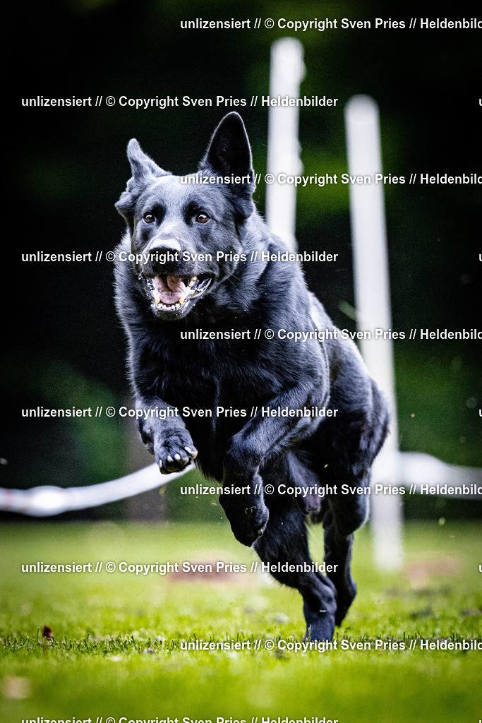 Sven Pries | 2025-10-03 - Hunderennen Obergrombach - Realisiert mit Pictrs.com