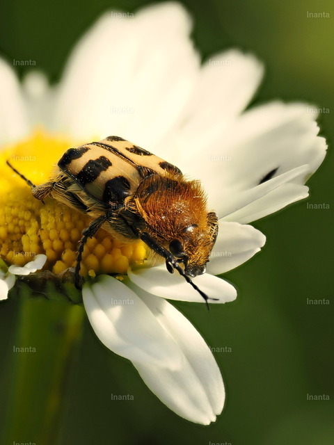 Gebänderter Pinselkäfer (Trichius fasciatus) | Der Gebänderte Pinselkäfer (Trichius fasciatus) ist ein 9–12 mm großer, stark behaarter Blatthornkäfer mit gelben bis orangefarbenen Flügeldecken und variabler schwarzer Bänderung. Er gehört zur Unterfamilie der Rosenkäfer und wird häufig auf Blüten, besonders Doldenblütlern, beobachtet.
 –  – 
The Bee Beetle (Trichius fasciatus) is a 9–12 mm strongly hairy scarab beetle with yellow to orange elytra and variable black banding. It belongs to the rose chafer subfamily and is commonly found on flowers, especially umbellifers. - Realisiert mit Pictrs.com