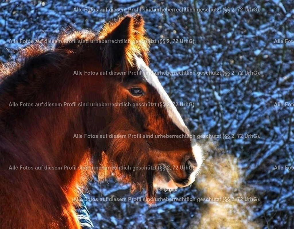 5eb8a3776edac4ffc6d591f38fc1f650_2-01 | krollfotografie - Realisiert mit Pictrs.com