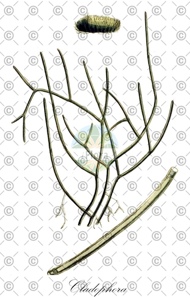 HistAbb_62LGP_2_ENZY_Simple | Historische Abbildung von Cladophora - Cladophoraceae (0) | Historical Illustration of Cladophora - Cladophoraceae (0)