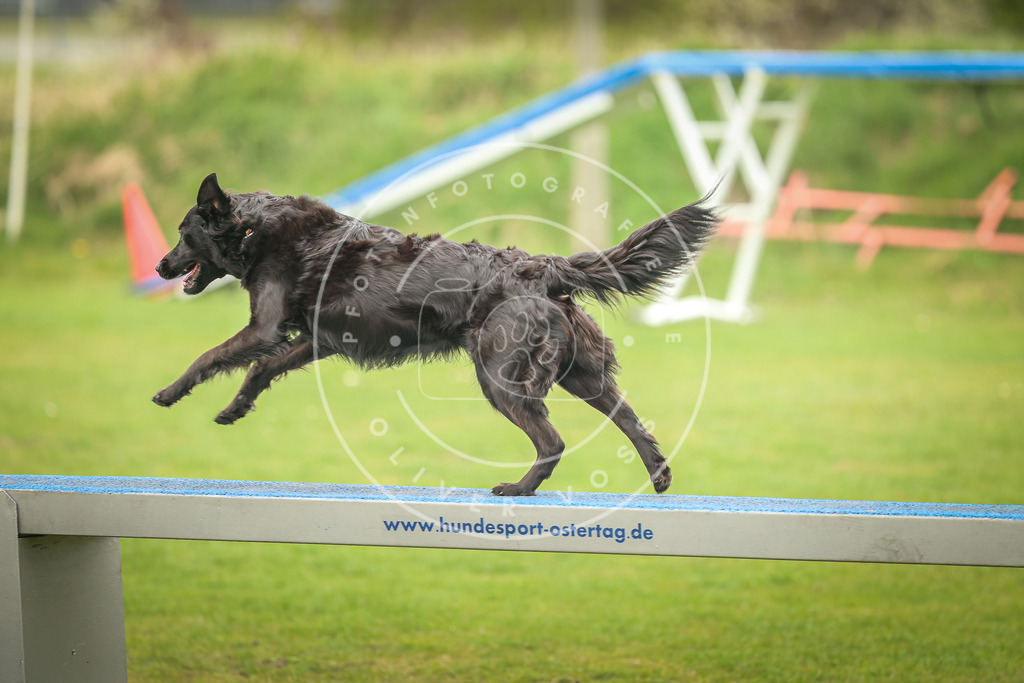 Pfotenfotografie_0L8A0012 | Hundefotografie, Tierfotograf, Pfotenfotografie, Fotoshooting Hund, Hunde Portrait, Hundesport, Hundeportraits, Heideshooting, Hunde, Sportfotograf, Hundefotograf, Turnierhundsport, THS,  - Realisiert mit Pictrs.com
