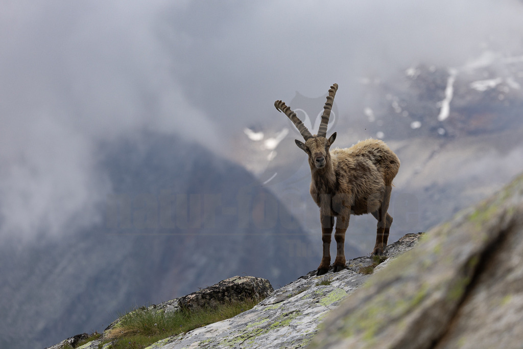 _5NF2032_20250713 | Ein majestätischer Alpensteinbock (Capra ibex) steht auf einem felsigen Hang in den Bergen. Das Tier hat imposante, gebogene Hörner und ein dichtes, braunes Fell. Es blickt direkt in die Kamera. Im Hintergrund sind neblige Berggipfel zu sehen, die teilweise von Wolken verhüllt sind, was eine mystische Atmosphäre schafft. Der felsige Untergrund ist mit Flechten und vereinzelten Grashalmen bewachsen. Die Szene spielt in einer hochalpinen Umgebung. - Realisiert mit Pictrs.com