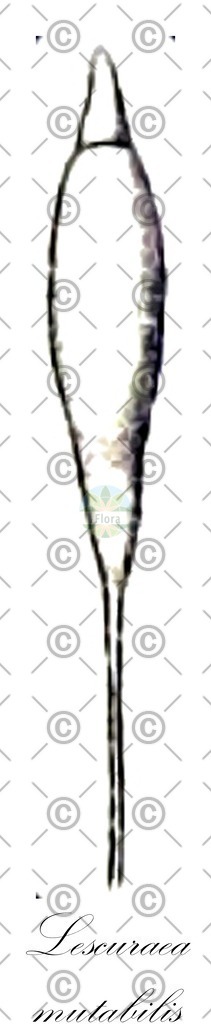 HistAbb_wfo-0001163007_1_ENZY_Simple | Historische Abbildung von Lescuraea mutabilis - Pseudoleskeaceae | Historical Illustration of Lescuraea mutabilis - Pseudoleskeaceae