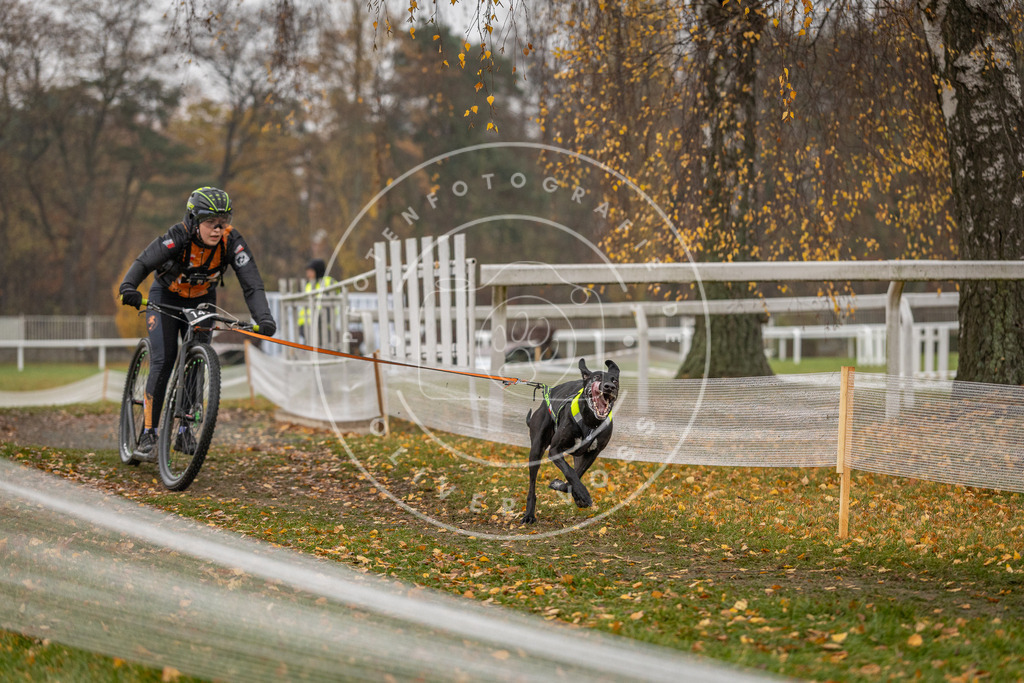 CaniXpix_DV3A8290 | Hundefotografie, Tierfotograf, Pfotenfotografie, Fotoshooting Hund, Hunde Portrait, Hundesport, Hundeportraits, Heideshooting, Hunde, Sportfotograf, Hundefotograf, Turnierhundsport, THS,  - Realisiert mit Pictrs.com