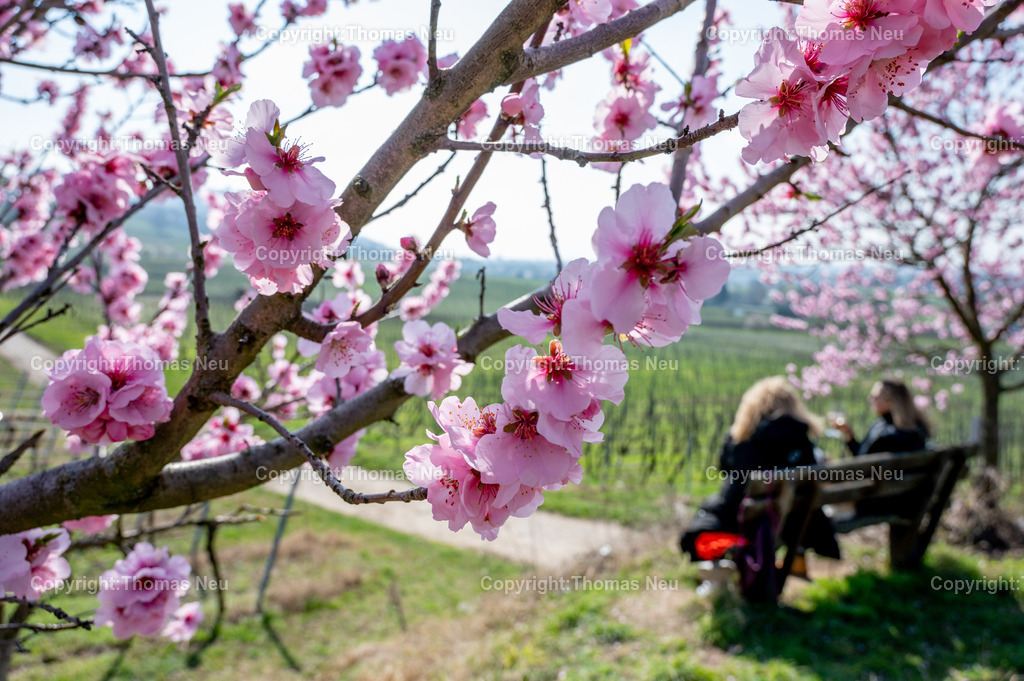 mandelbluete-bergstrasse-weinberge-bensheim-heppenheim-fruehling-Ruhebank-Fotografie-Thomas-Neu | Die Mandelblüte an der Hessischen Bergstraße gehört zu den schönsten Frühlingsmomenten der Region. Ein blühender Mandelbaum steht oberhalb der Weinberge zwischen Bensheim und Heppenheim und bietet einen weiten Blick über die Rebenlandschaft.  Die Kombination aus blühenden Mandelbäumen, Weinbergen und der sanften Landschaft der Bergstraße macht diese Szene zu einem typischen Motiv des Frühlings in Südhessen.,Bild: Thomas Neu