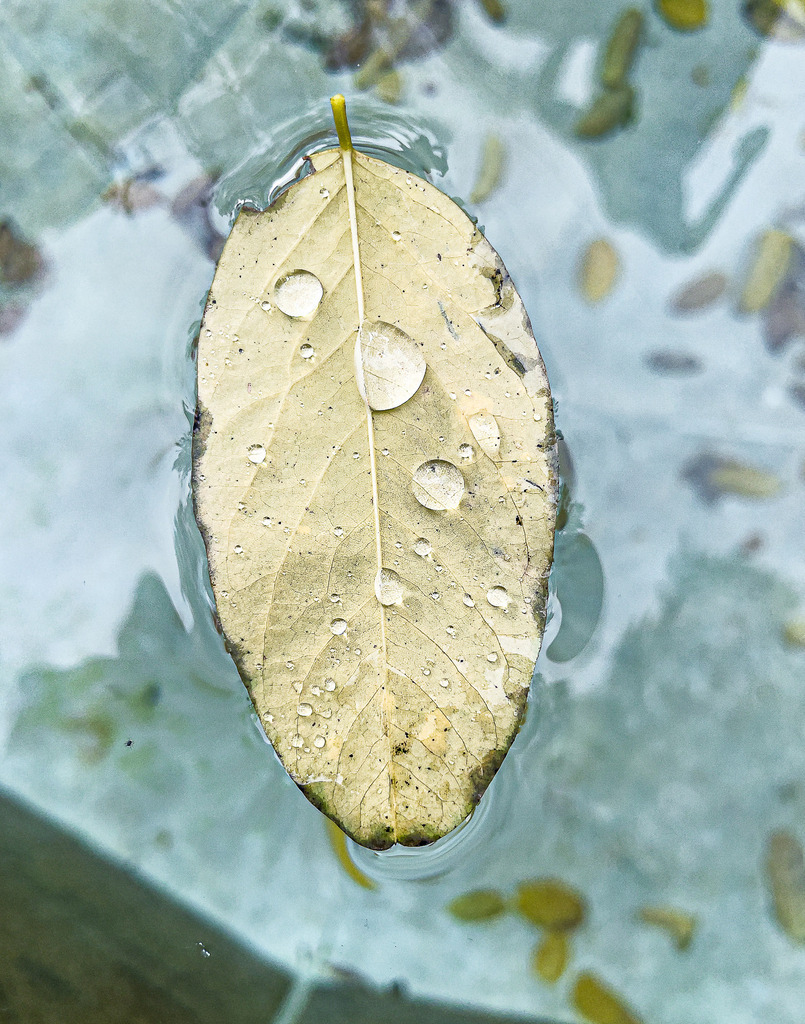Flüssige Diamanten: Natur-Geometrie auf goldenem Blatt | Ein faszinierendes Meisterwerk der Naturfotografie. Diese gestochen scharfe Makroaufnahme fängt ein einzelnes, herbstlich gefärbtes Blatt ein, das schwerelos auf der Wasseroberfläche ruht. Wie flüssige Diamanten thronen perfekt geformte Wassertropfen auf der fein strukturierten Oberfläche und spiegeln das Umgebungslicht wider. Der stark Kontrast zwischen den warmen Goldtönen des Blattes und dem kühlen, sanft strukturierten Hintergrund erzeugt eine beinahe meditative Ruhe. Dieses Kunstwerk entfaltet seine volle Brillanz und Detailtiefe ideal als glänzender Acrylglas-Print oder edles Alu-Dibond. - Realisiert mit Pictrs.com