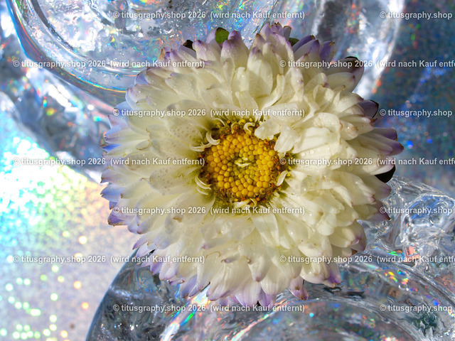 titusgraphy_P9131941-vz-ln | titusgraphy-shop: Geschenkideen mit Qualitätsfotos. titusgraphy-shop: gift ideas with quality photos. titusgraphy-shop: idées cadeaux avec photos de qualité.  - Realisiert mit Pictrs.com