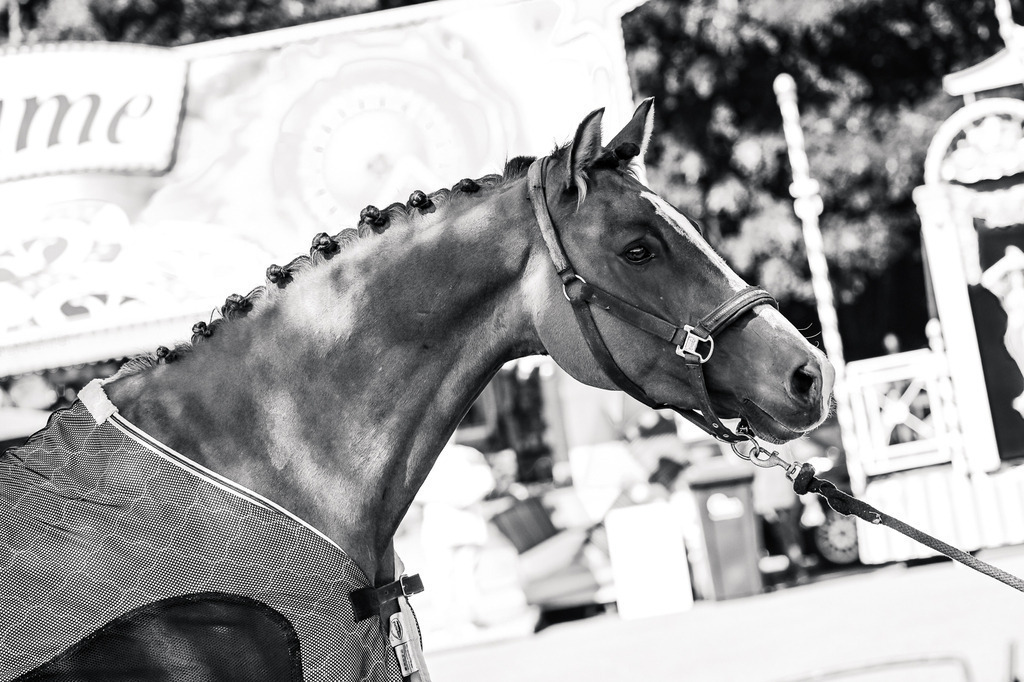 DSC_1280 | Pferde- und Turnierfotografie in Westsachsen. Pferdeportraits, Auftragszeichnungen und intuitive Kunst.