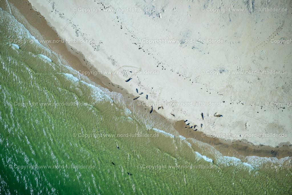 Sylt_Hörnum_Robben_und_Seehundbänke_ELS_5636130825 | SANDBANK VOR AMRUM SYLT 21.06.2025 Seehunde, Kegelrobben auf einer Sandbank- Landfläche in der Meeres- Wasseroberfläche Nordsee vor Amrum im Bundesland Schleswig-Holstein. // Seals on one area in the sea water surface North Sea in front of Amrum in the state Schleswig-Holstein. Foto: Martin Elsen