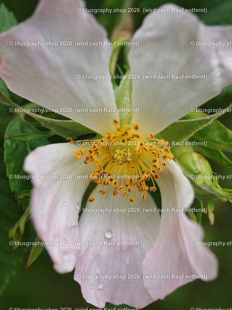 titusgraphy-P6080393_var-084 | Fotokunstarbeit aus der INSTAGRAM-Gallerie auf titusgraphy.eu - Realisiert mit Pictrs.com