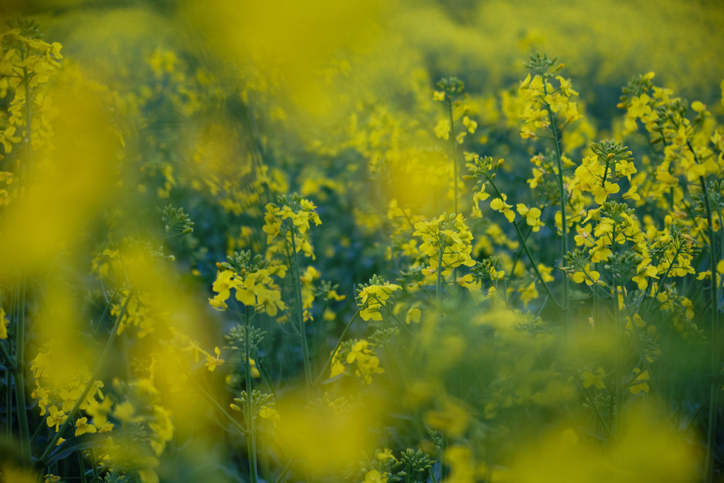 Gelbes Rapsfeld im Abendlicht | Brunn am Walde, Austria - May 02, 2025: Gelbes Rapsfeld im Abendlicht. - Realisiert mit Pictrs.com