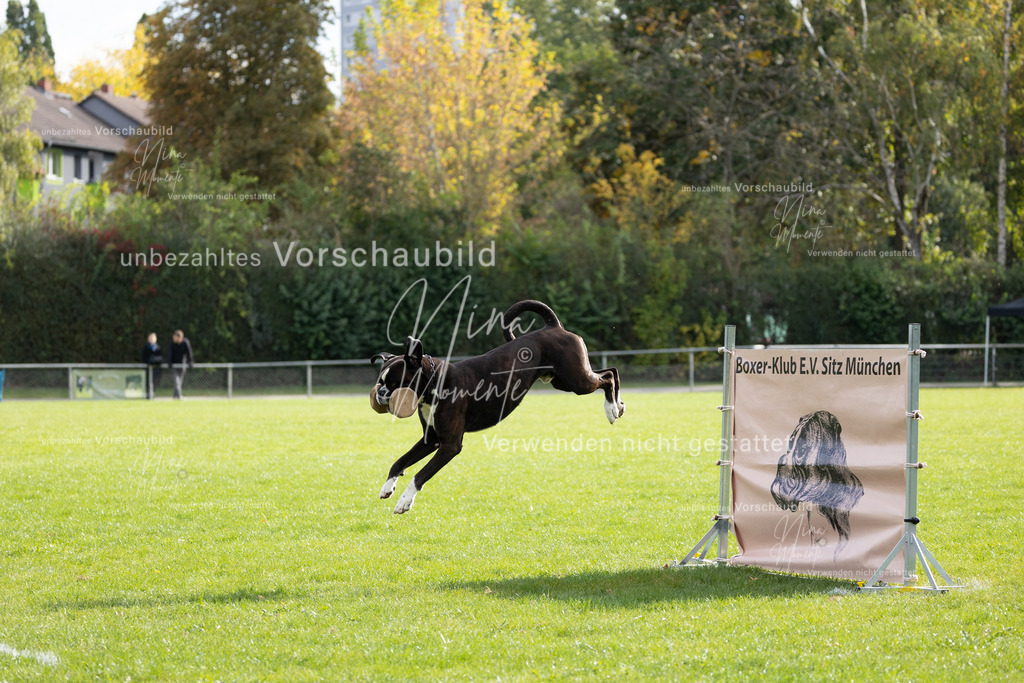 _16A6680 | Einzigartige Fotos von Hunden & Menschen –Actionfotos, Portraits, Vereinsaufnahmen & Paarshootings – authentisch, lebendig & mit Herz.