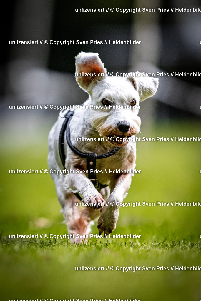 Sven Pries | 2025-10-03 - Hunderennen Obergrombach - Realisiert mit Pictrs.com