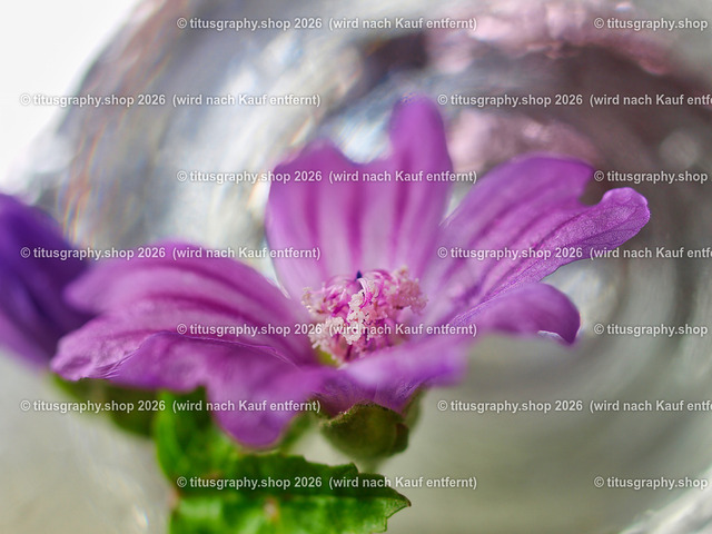 titusgraphy_P7169525-vz-ln | titusgraphy-shop: Geschenkideen mit Qualitätsfotos. titusgraphy-shop: gift ideas with quality photos. titusgraphy-shop: idées cadeaux avec photos de qualité.  - Realisiert mit Pictrs.com