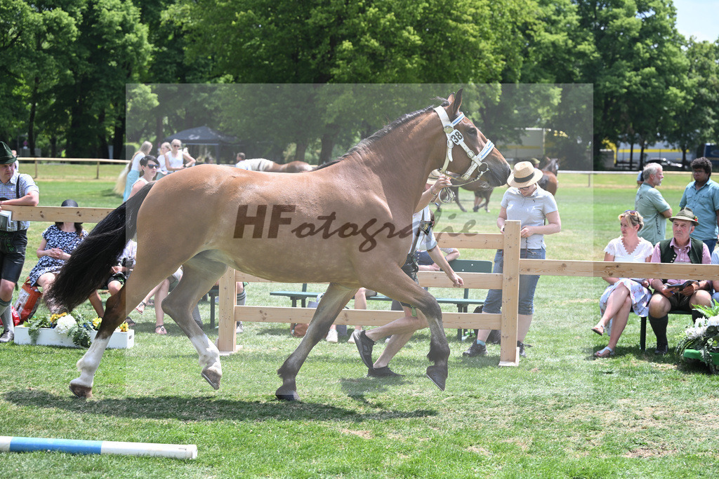Kat-Nr. 38 Zora_Kneissl_20230588 | hf-fotografie - Realisiert mit Pictrs.com
