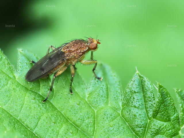 Gelbe Dungfliege (Scathophaga stercoraria) | Die Gelbe Dungfliege (Scathophaga stercoraria), auch Gemeine Kotfliege genannt, ist eine 5–12 mm große, gelblich-braun behaarte Fliege aus der Familie der Dungfliegen. Sie ist häufig an Kuhfladen und anderen Dunghaufen zu finden. –  – The Yellow Dung Fly (Scathophaga stercoraria) is a 5–12 mm yellowish-brown hairy fly from the dung fly family. It is commonly found on cow pats and other dung. - Realisiert mit Pictrs.com