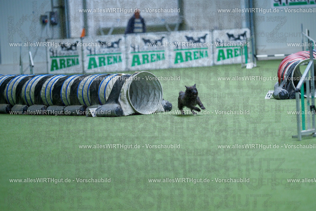 @allesWIRTHgut_Tierfotografie - www.allesWIRTHgut.de - 2604251127-7R500660 | Professionelle Tierfotografie in Mönchengladbach von Daniel Wirth (allesWIRTHgut). Liebevolle & natürliche Bilder von Hunden & Katzen für unvergessliche Erinnerungen.
