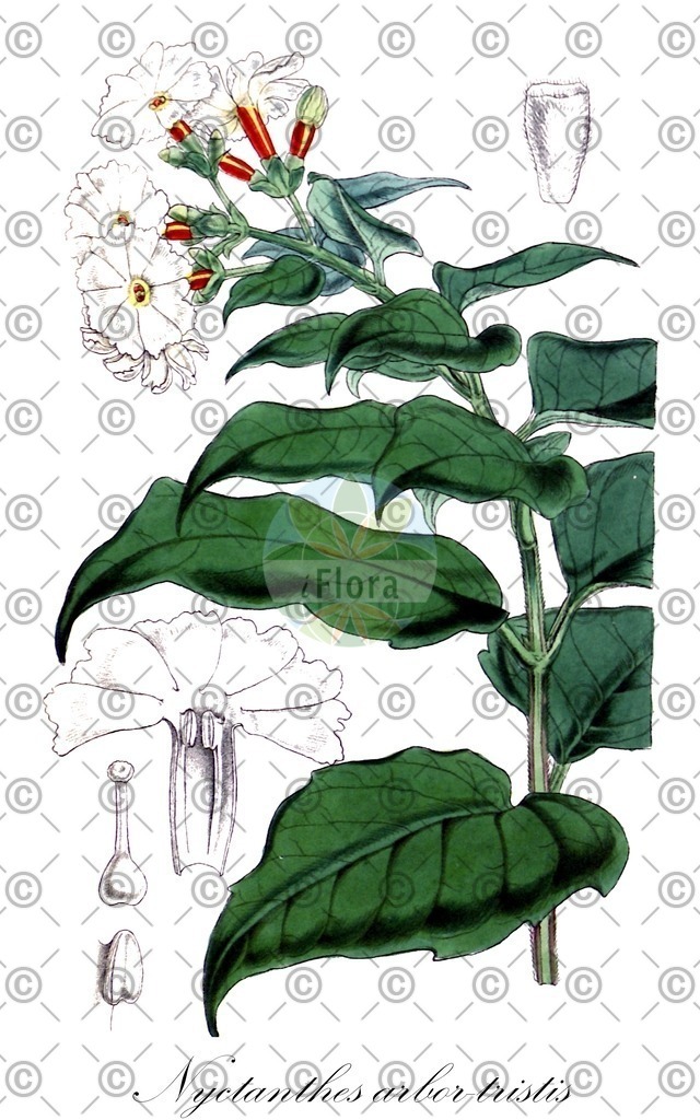 HistAbb_wfo-0001288473_1_ENZY_Simple | Historische Abbildung von Nyctanthes arbor-tristis - Oleaceae | Historical Illustration of Nyctanthes arbor-tristis - Oleaceae