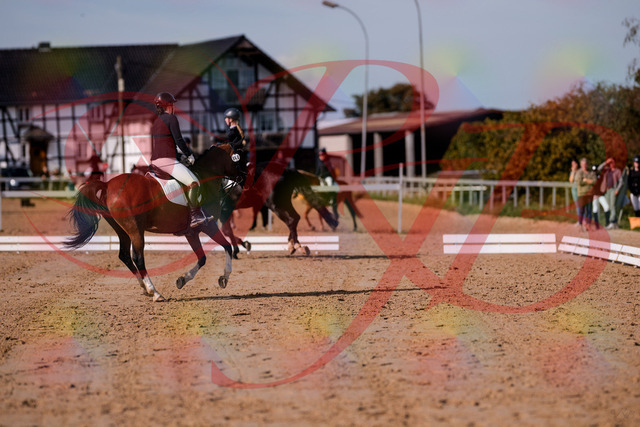 2026_10_03_Siefer-Hof_115619_Z81_96951837 | Professionelle Reitsport-, Turnier- und Eventfotografie von Robert Broda. Galerien mit ausgewählten und bearbeiteten Bildern direkt online ansehen und bestellen.