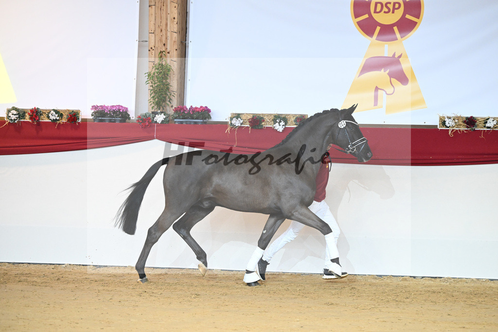 Kat-Nr. 63 Marc Cain_Rueben_1231434 | hf-fotografie - Realisiert mit Pictrs.com