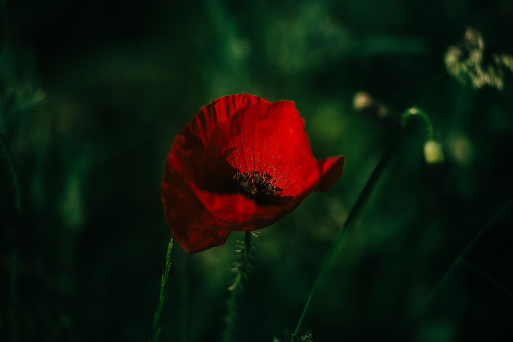 Mohn | Simone Sonderegger Photography