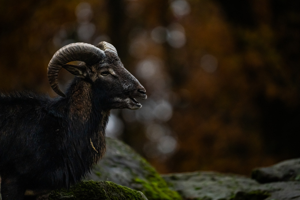 DSC03909 | <meta name="keywords" content="Bergbilder, Hochzeitsfotografie, Actionshootings, Fotografiearbeiten, Berglandschaften, Naturfotografie">

 - Realisiert mit Pictrs.com