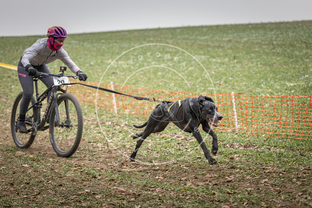 Pfotenfotografie_DV3A2318 | Hundefotografie, Tierfotograf, Pfotenfotografie, Fotoshooting Hund, Hunde Portrait, Hundesport, Hundeportraits, Heideshooting, Hunde, Sportfotograf, Hundefotograf, Turnierhundsport, THS,  - Realisiert mit Pictrs.com
