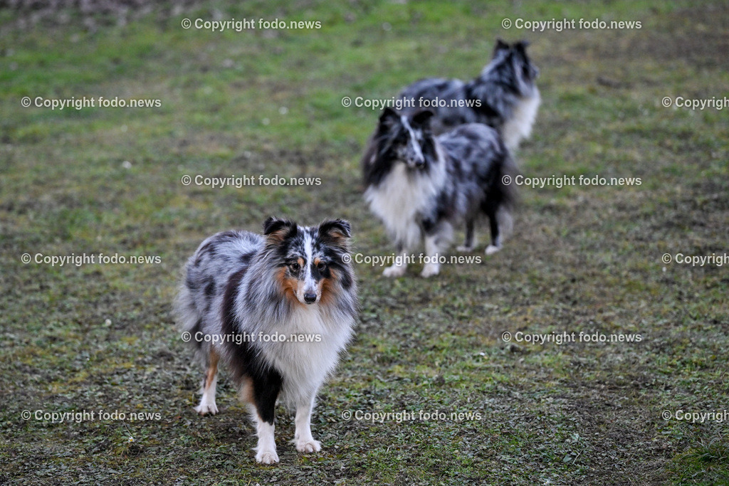 Hunde_ 26.12.2024-21 | 28.012.2024, Povazska Bystrica, SVK, Themenbild, Hunde, im Bild Dog, Hund, Hunde, Rasse, Wiese, laufen, spielen, Sheltie, Shetland Sheepdog, Huetehund, Wachhund, Rudel