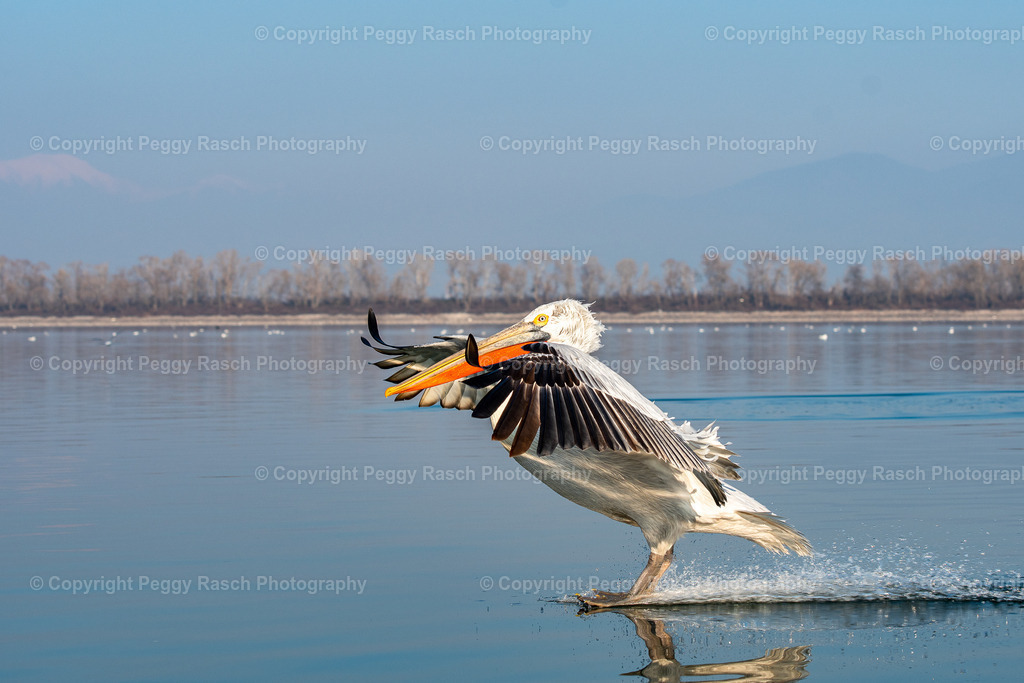 Pelikane (32) | PeggyRaschPhotography - Realisiert mit Pictrs.com