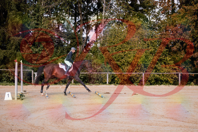 2026_10_03_Siefer-Hof_143955_Z81_10303107 | Professionelle Reitsport-, Turnier- und Eventfotografie von Robert Broda. Galerien mit ausgewählten und bearbeiteten Bildern direkt online ansehen und bestellen.