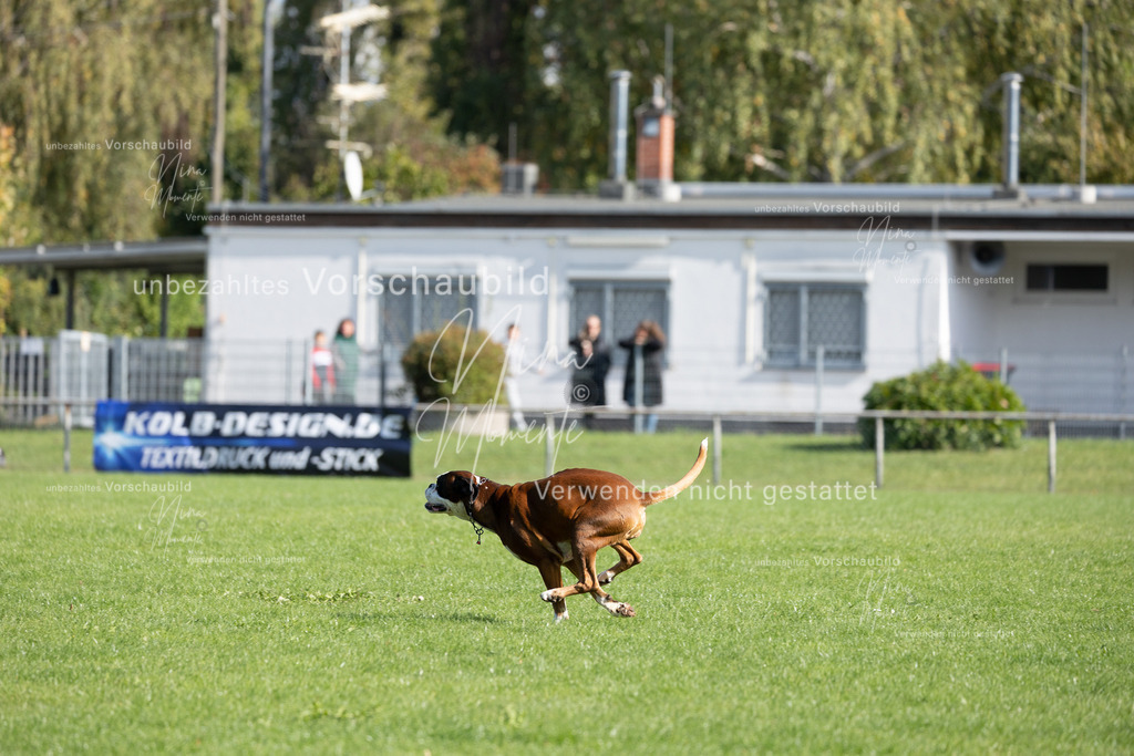 _16A6923 | Einzigartige Fotos von Hunden & Menschen –Actionfotos, Portraits, Vereinsaufnahmen & Paarshootings – authentisch, lebendig & mit Herz.