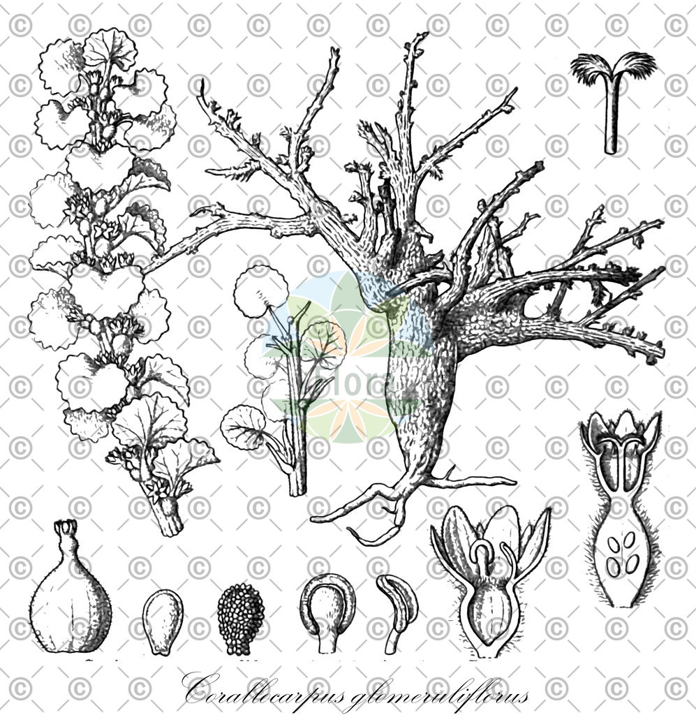 HistAbb_wfo-0000619941_1_ENZY_Simple | Historische Abbildung von Corallocarpus glomeruliflorus - Cucurbitaceae | Historical Illustration of Corallocarpus glomeruliflorus - Cucurbitaceae