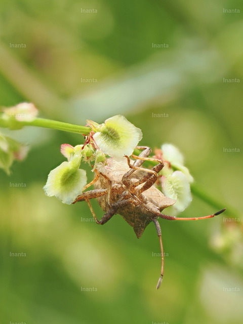Lederwanze (Coreus marginatus) | Inanta - Realisiert mit Pictrs.com