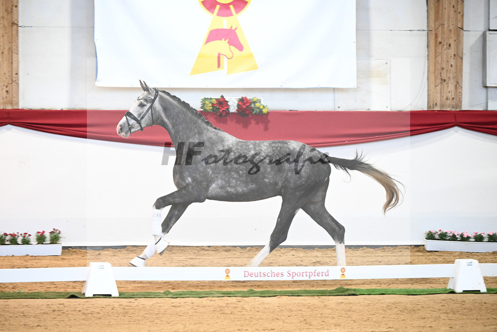 Kat-Nr. 4 Benicio x Livaldon_Schulze-Averdiek_43231573 | hf-fotografie - Realisiert mit Pictrs.com
