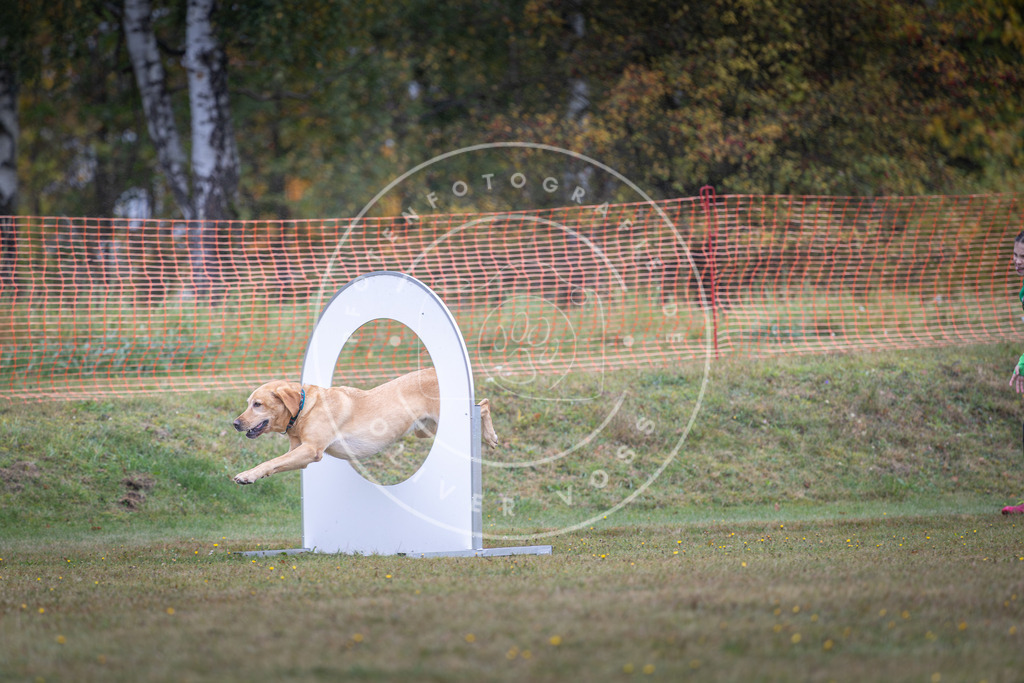 Pfotenfotografie_DV3A0320 | Hundefotografie, Tierfotograf, Pfotenfotografie, Fotoshooting Hund, Hunde Portrait, Hundesport, Hundeportraits, Heideshooting, Hunde, Sportfotograf, Hundefotograf, Turnierhundsport, THS,  - Realisiert mit Pictrs.com