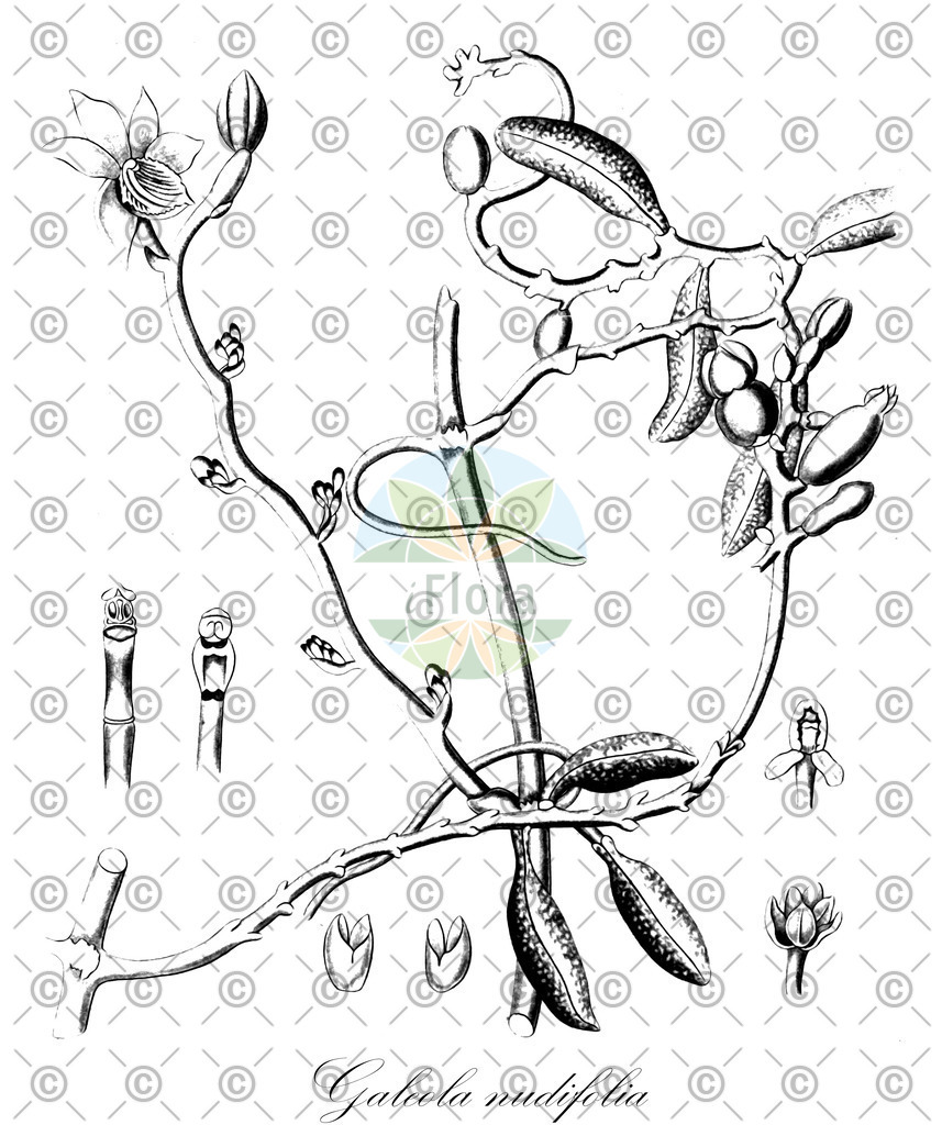 HistAbb_wfo-0000131464_1_ENZY_Simple | Historische Abbildung von Galeola nudifolia - Orchidaceae | Historical Illustration of Galeola nudifolia - Orchidaceae