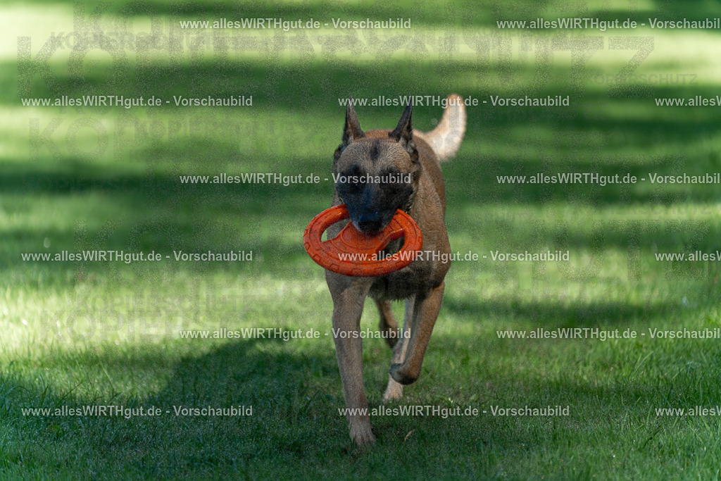 Hundeschwimmen_Volksbad_2026-allesWIRTHgut_Tierfotografie-2609061145-105503-7R509883 | Professionelle Tierfotografie in Mönchengladbach von Daniel Wirth (allesWIRTHgut). Liebevolle & natürliche Bilder von Hunden & Katzen für unvergessliche Erinnerungen.
