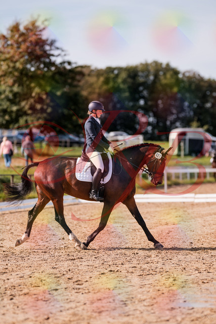 2026_10_03_Siefer-Hof_125505_Z81_43736514 | Professionelle Reitsport-, Turnier- und Eventfotografie von Robert Broda. Galerien mit ausgewählten und bearbeiteten Bildern direkt online ansehen und bestellen.