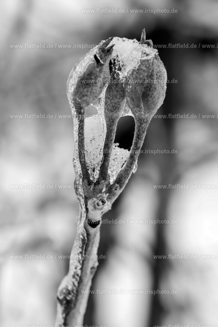 Eisknospen | Naturfoto | Gesehen in Hofheim