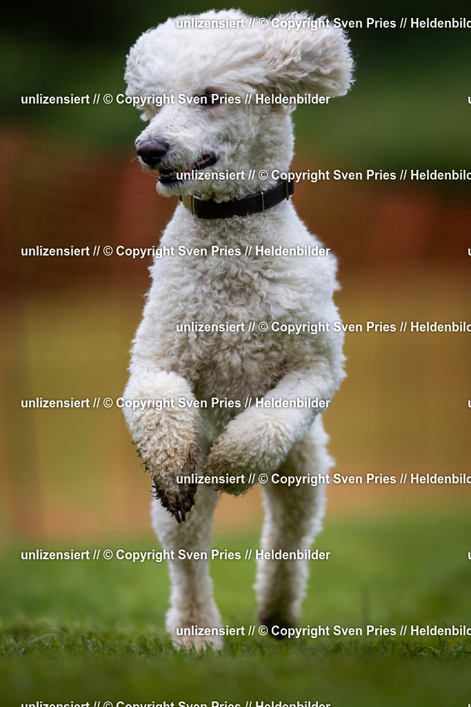 Sven Pries | 2024-04-21 - Hunderennen Baden-Oos
Foto: Sven Pries - Realisiert mit Pictrs.com