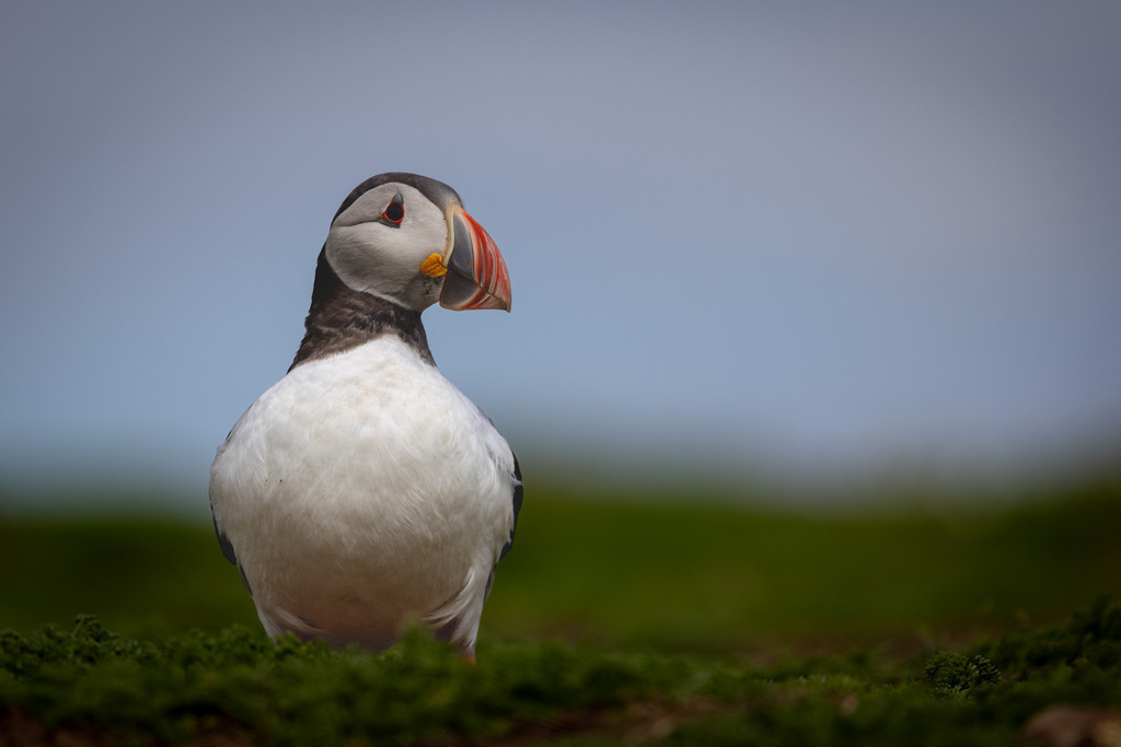 A Quiet Presence | An Atlantic Puffin (Fratercula arctica) stands quietly on the grassy cliffs of Skomer Island, Wales. With its head slightly raised, the portrait captures a calm and watchful moment amid the bustle of the breeding colony.