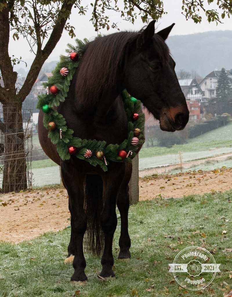 Lieblingsbilder_Photoboo_25 | Pferde- und Hundefotografie in Köln und Umgebung von Vanessza Csuka - Realisiert mit Pictrs.com