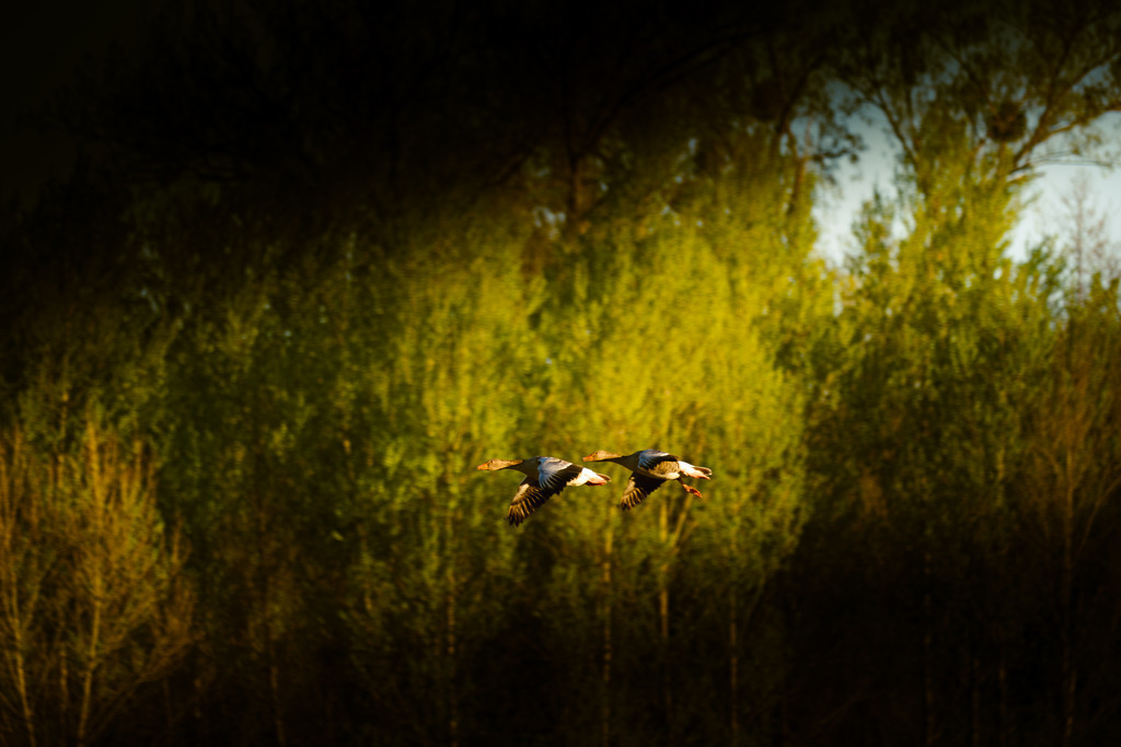 DSCF4864-5 | Tier- & Landschaftsfotografie und Porträtshootings. Entdecke einzigartige Fotokunst als Wandbild, Tasse oder Mauspad – mit Leidenschaft fotografiert - Realisiert mit Pictrs.com
