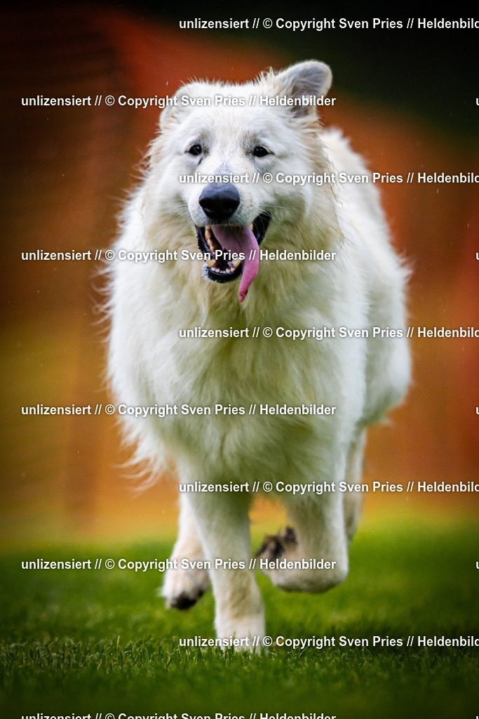 Sven Pries | 2025-09-21 - Hunderennen Baden-Oos - Realisiert mit Pictrs.com