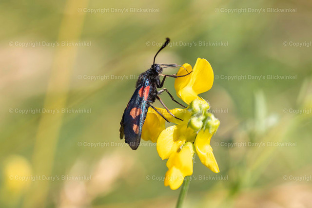 201919 | Tierfotografie, Tierkalender, Tierbilder, Insekten, Spinnen, Vögel, Schmetterling, Libellen, Leinwand, Colorkey, Qualität, Geschenkartikel, Geschenk - Realisiert mit Pictrs.com