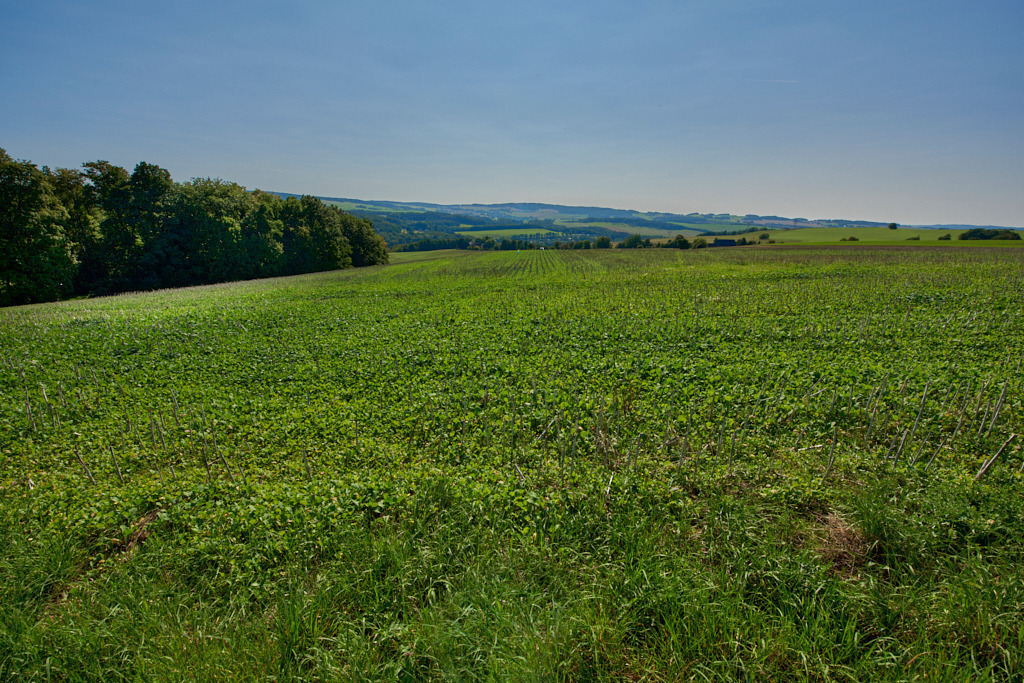 Im LSG _Wildenfelser Zwischengebirge_ 03 | Bedeutsame Landschaften Deutschlands - Realisiert mit Pictrs.com