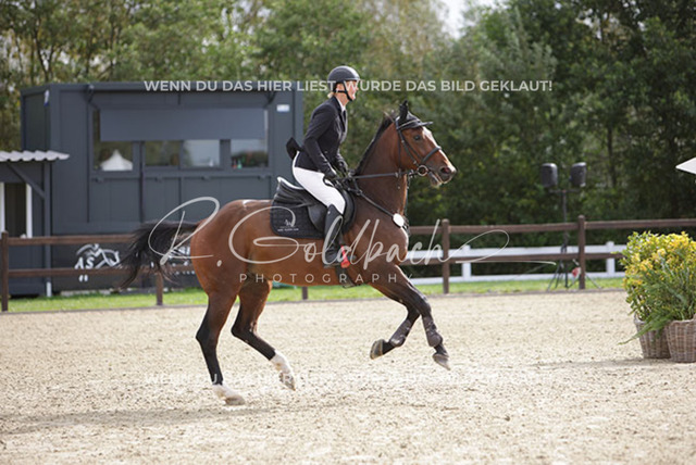 1J2A0713Britta Braunert_ Convolto PS_ Kn289_ Havekost | Foto- und Videografie für alles rund ums Pferd. Hochwertige Bilder und Videos vom Spring- und Dressurreiten, Voltigieren & mehr. Jetzt aktuelle Veranstaltungen und Preise im Shop ansehen. - Realisiert mit Pictrs.com