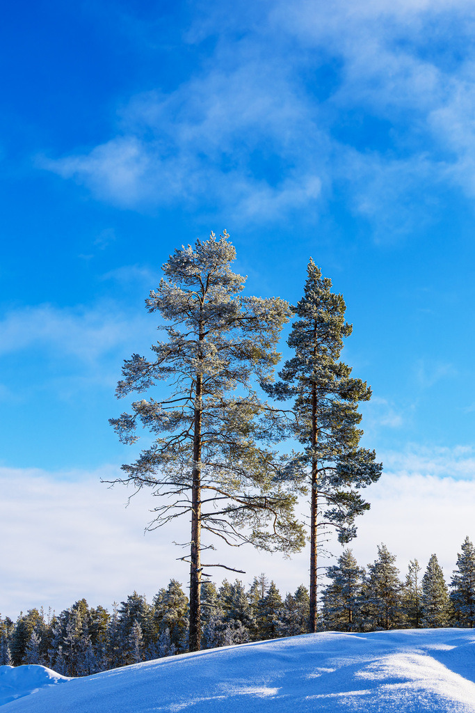 Landschaft mit Schnee im Winter bei Kuusamo, Finnland | Landschaft mit Schnee im Winter bei Kuusamo, Finnland.