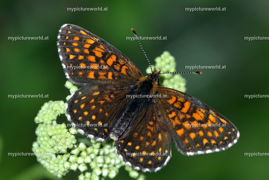 Melitaea diamina-022 | Das Bilderarchiv über Tiere, Planzen und Landschaften. In der Bilddatenbank finden Sie ein große Auswahl an hochwertigen Bilder für Ihre Werbung - Realized with Pictrs.com