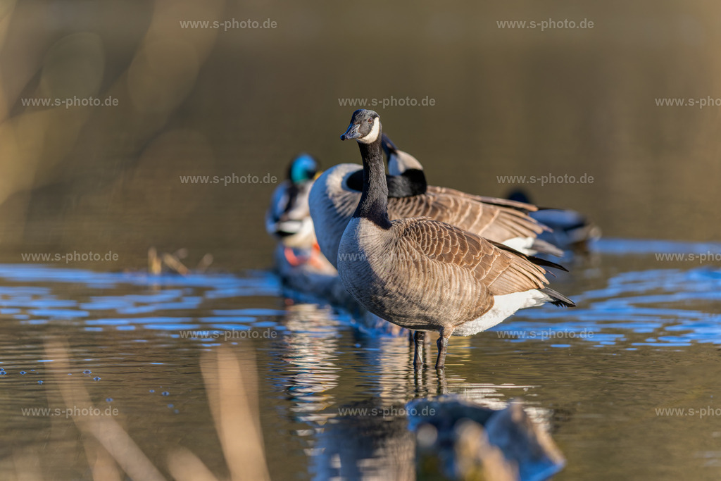 Kanadagänse auf einem Baumstamm mit Stockenten | ..im Hintergrund - Realisiert mit Pictrs.com